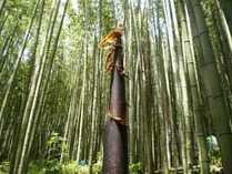 ���Į �ޥ�������