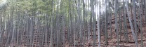 1:3.1 小机城址