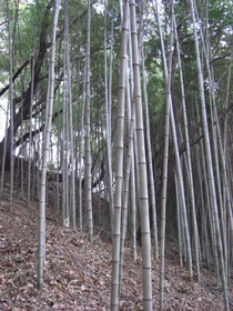 081209��Ȳ��ηʴ�