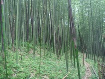 ���Į���ӡ����Ӥޤ���