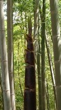 モウソウチクの穂先