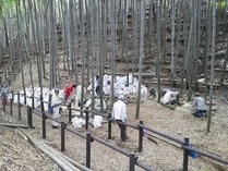 121014小机竹灯籠製作
