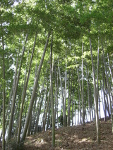 080224宮前区間伐後の竹林