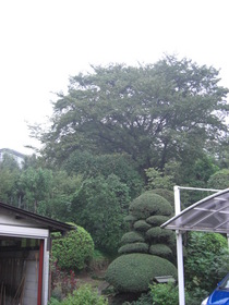 080919 31年生のサクラ