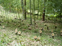 P9220037�ޥ������ָ�