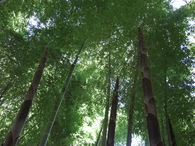 080506伸びるモウソウチク