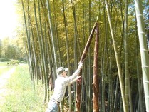 穂先筍収穫竹水仕込