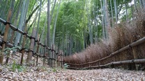 梅雨入り直前の園路