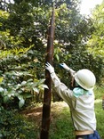 190505学校 穂先筍採取