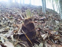 130331�ݤλ�(��)