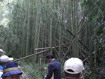 081001未整備部の竹林
