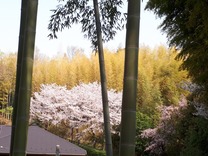 20190407サクラ満開と竹林