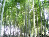 071202小机筍畑の竹林