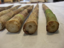 081019���ۥ�������ü��