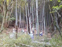 130525伊豆ハチク間伐