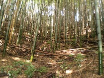 整備着手前 (3)
