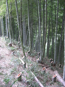 080928竹灯籠設置2