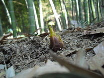 1104モウソウチク