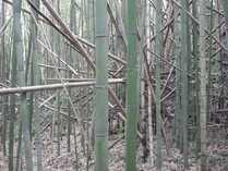080517中井町未整備エリア