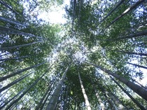 100902夏の竹林