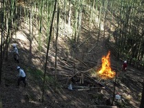 120204中井間伐 (2)