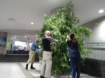 230629七夕飾り_R