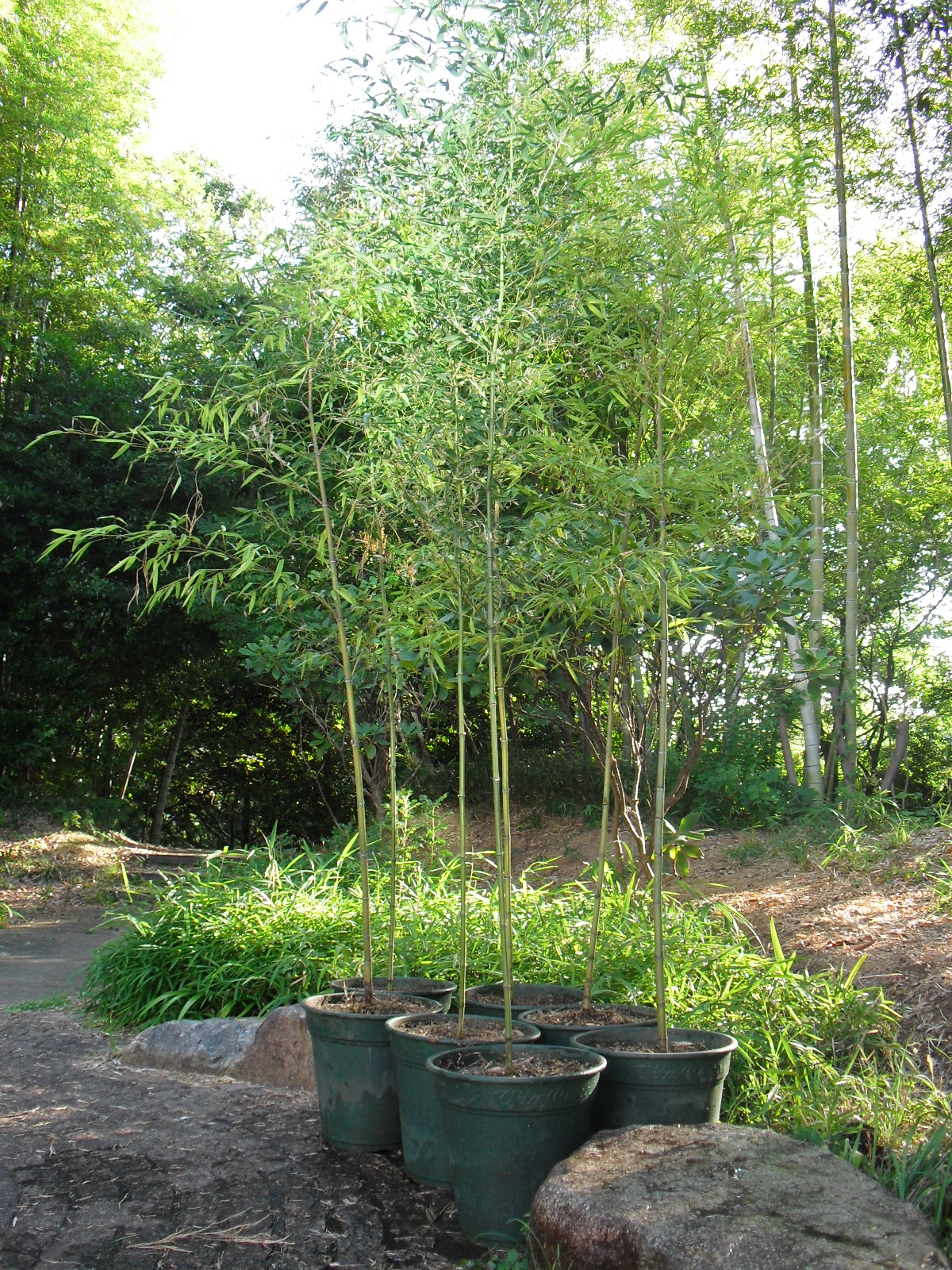 日本の竹ファンクラブ日誌 ヒメハチク