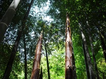 100508�⥦����������ǯ��