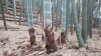 200526小机城址市民の森の竹林(9)