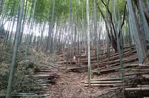 集積処理前2