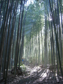 081130中井町 整備地区マダケ