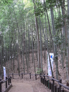 0804小机の竹林