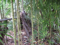 081019���ۥ���������š