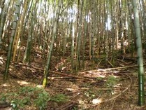 ���Ѥ��Ƥ���