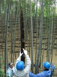 110501穂先筍収穫