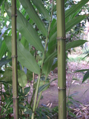 081019���ۥ��������ܾ���