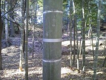 1年生 平成11年生まれ