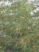 100605�ޥ��������նᤷ