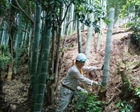 縮小 仕込んだ竹水