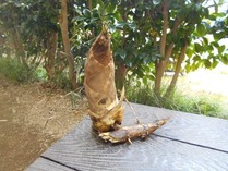 たけのこと地下茎