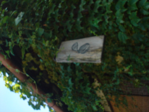 DSC06971
