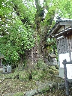 楠木神社４