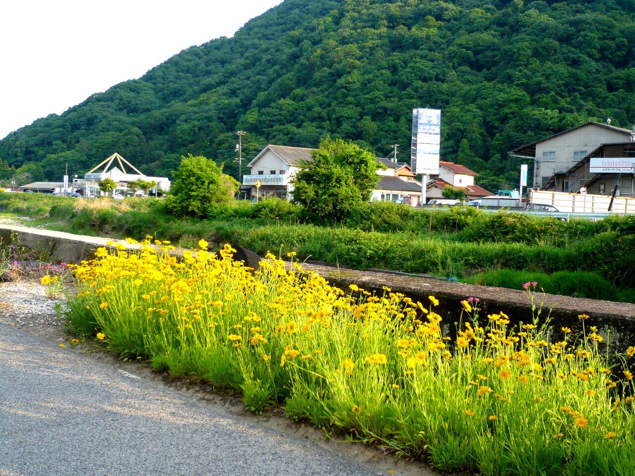 オオキンケイギクのヤバイ群生 安芸の小京都 竹原アルバム