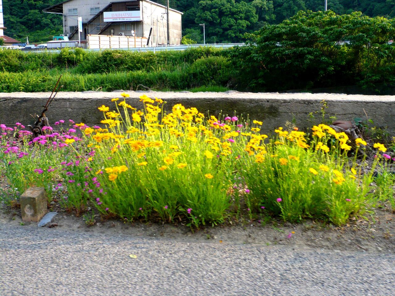 オオキンケイギクのヤバイ群生 安芸の小京都 竹原アルバム