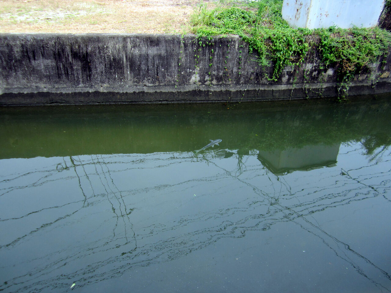 ボラの本川遡上 安芸の小京都 竹原アルバム ボラの本川遡上 安芸の小京都 竹原アルバム