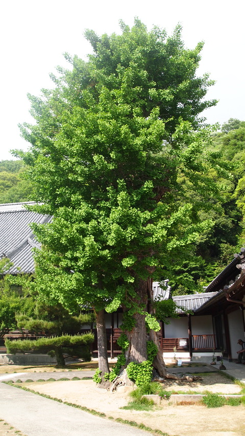 P5045714