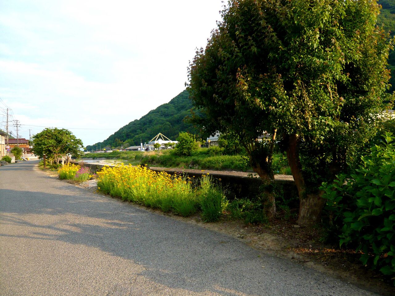 オオキンケイギクのヤバイ群生 安芸の小京都 竹原アルバム