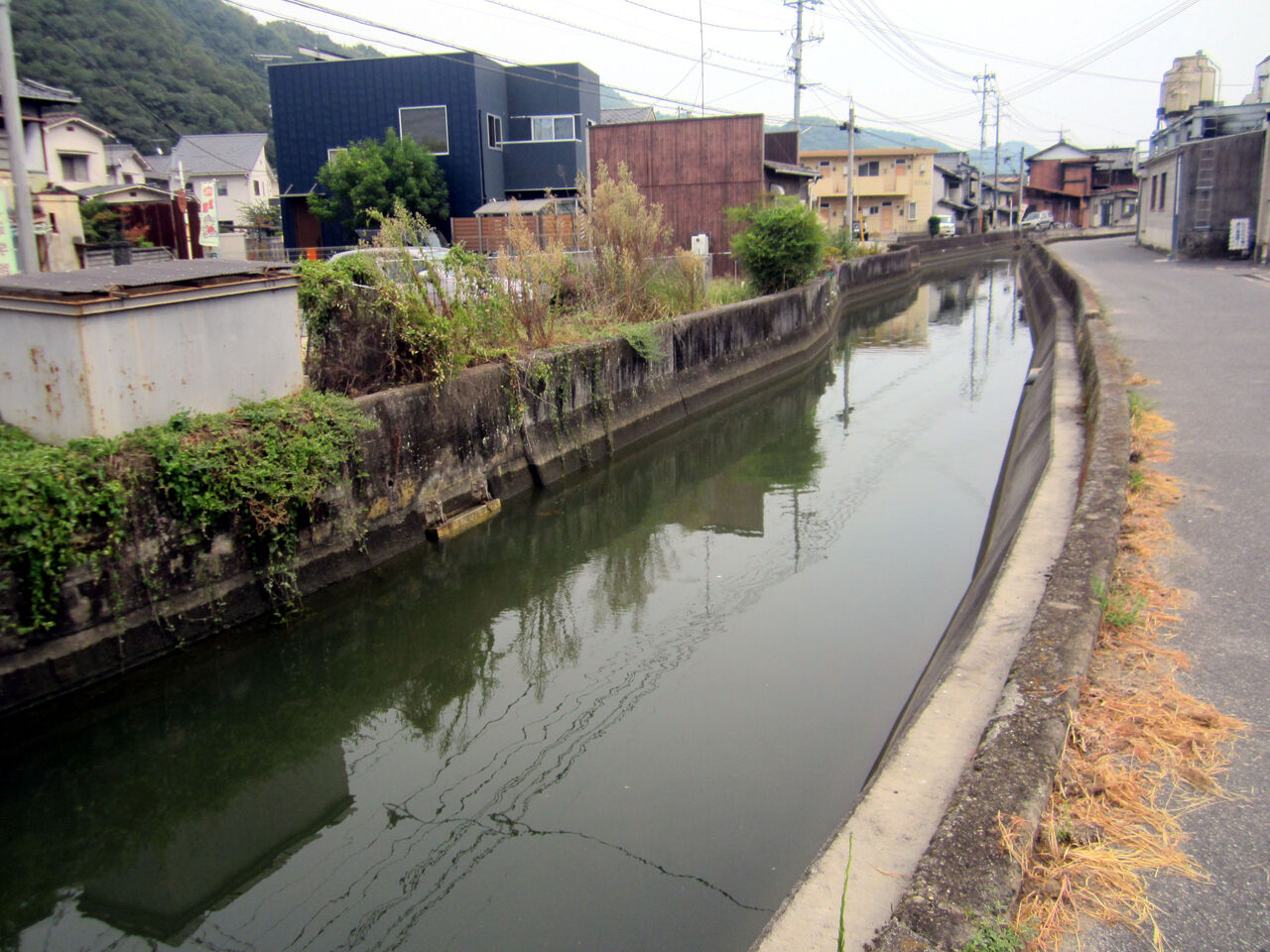 ボラの本川遡上 安芸の小京都 竹原アルバム ボラの本川遡上 安芸の小京都 竹原アルバム