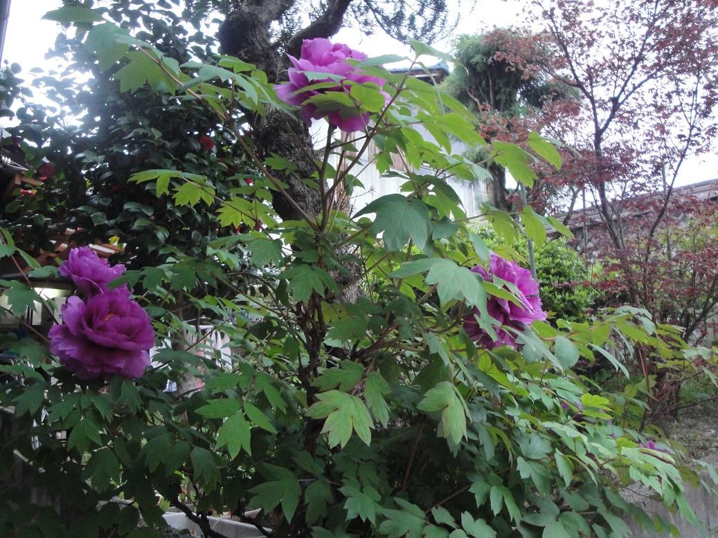 牡丹の花が咲いています 花と短歌と竹原と 牡丹の花が咲いています 花と短歌と竹原と