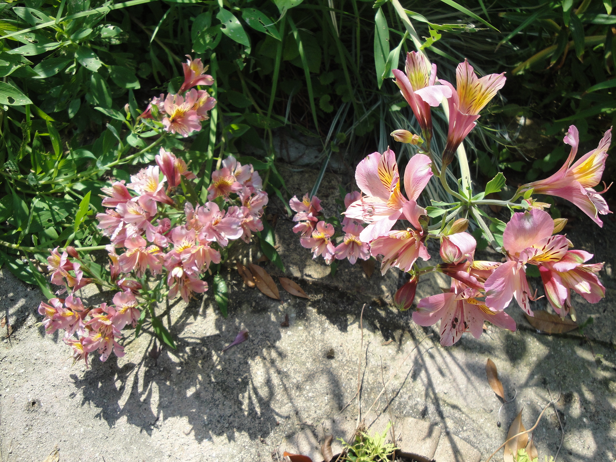 我が家の庭畑の花を活けました 花と短歌と竹原と